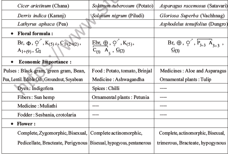 NEET Biology Morphology Of Plants MCQs Set C, Multiple Choice Questions